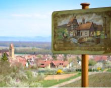 Sentier viticole des Grands Crus Eguisheim