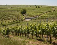 Vignoble du Bildstoeckle Obermorschwihr