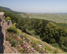 Vignoble et Spiritualit&eacute; Pfaffenheim Gueberschwihr